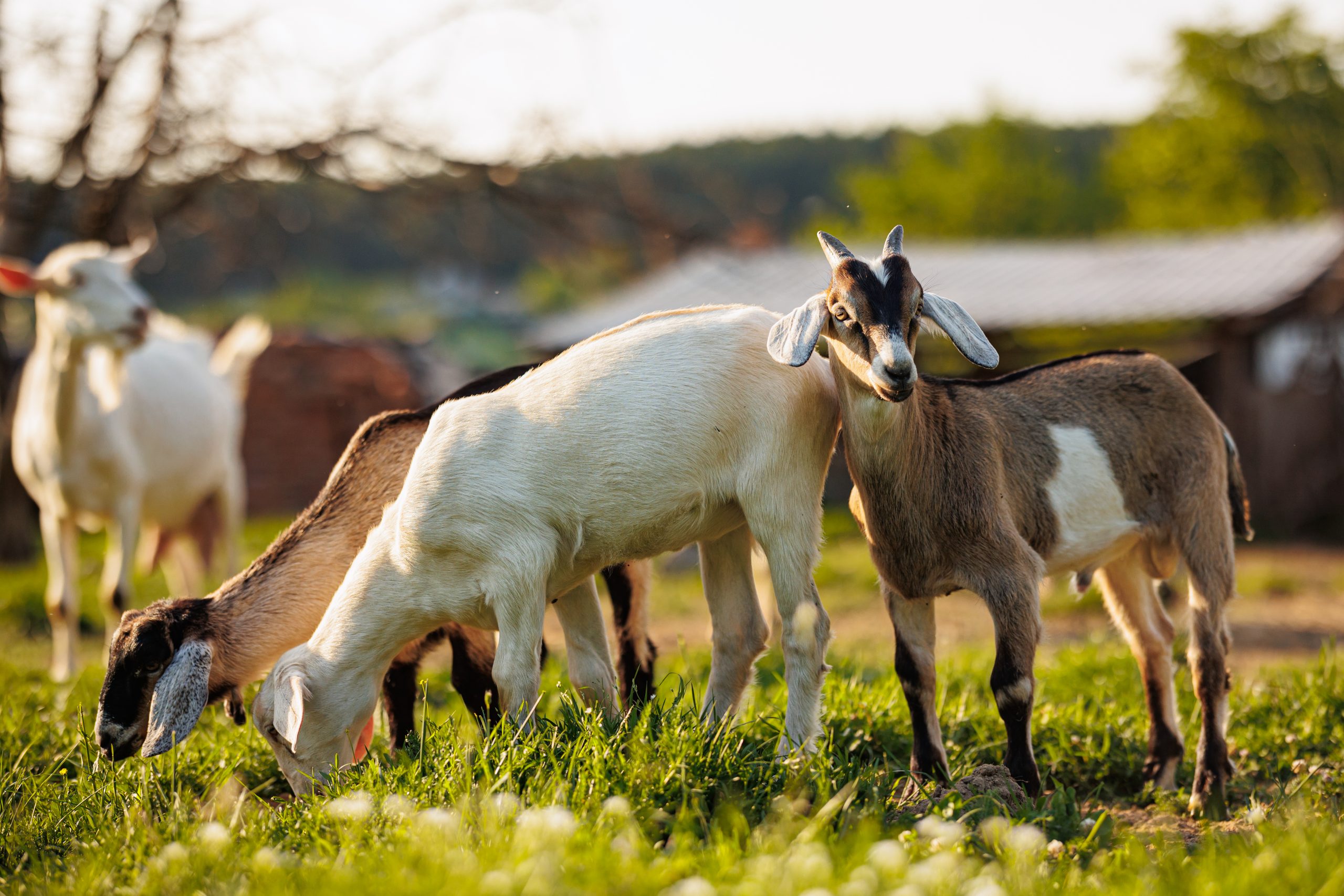 Cattle farming. Domestic goats in the eco farm. Goats eat fresh Cattle farming. Domestic goats in the eco farm. Goats eat fresh hay or grass on ecological pasture on a meadow. Farm livestock farming for the industrial production of goat milk dairy products.